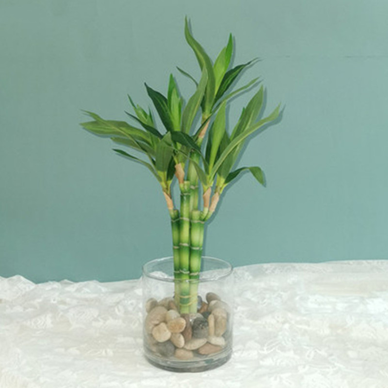 New 40cm rFtificial Lucky Bamb - Echeveria Succulent avaliação e preço