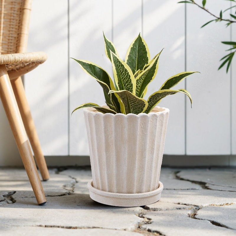 8 Inch Shell Planter Cream Cer - Aloe Vera Pot avaliação e preço
