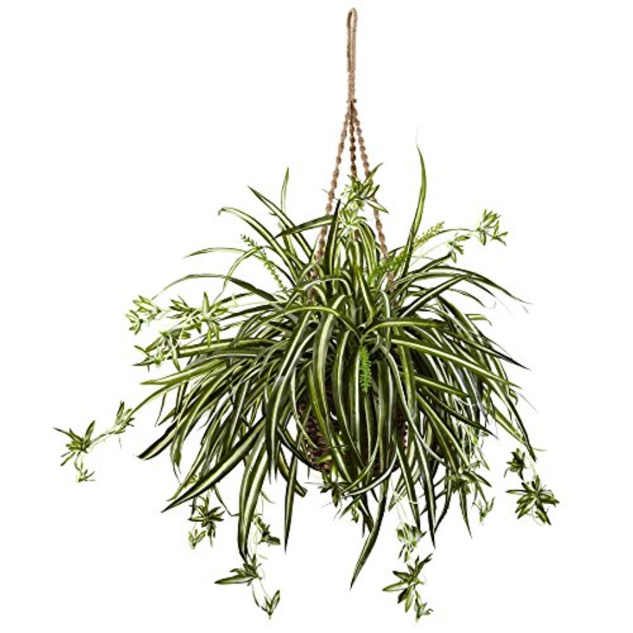 Spider Plant Hanging Basket fo - Spider Plant Hanging avaliação e preço