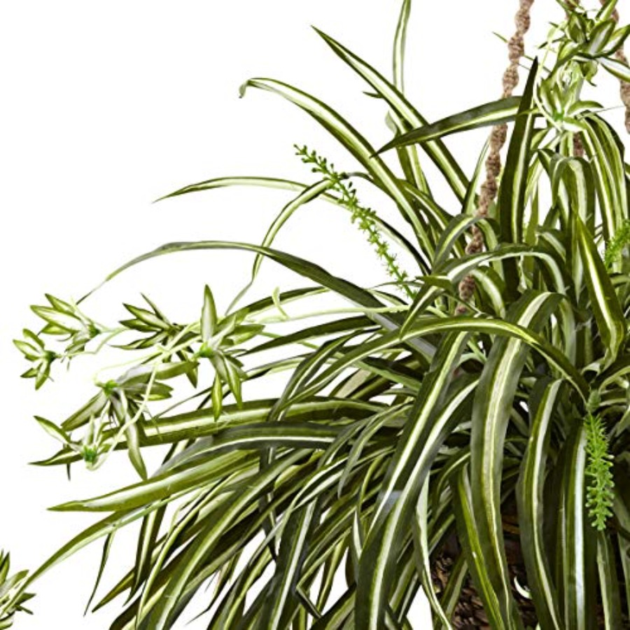 Spider Plant Hanging Basket fo - Spider Plant Hanging avaliação e preço