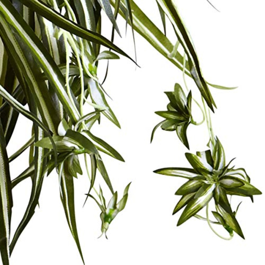 Spider Plant Hanging Basket fo - Spider Plant Hanging avaliação e preço