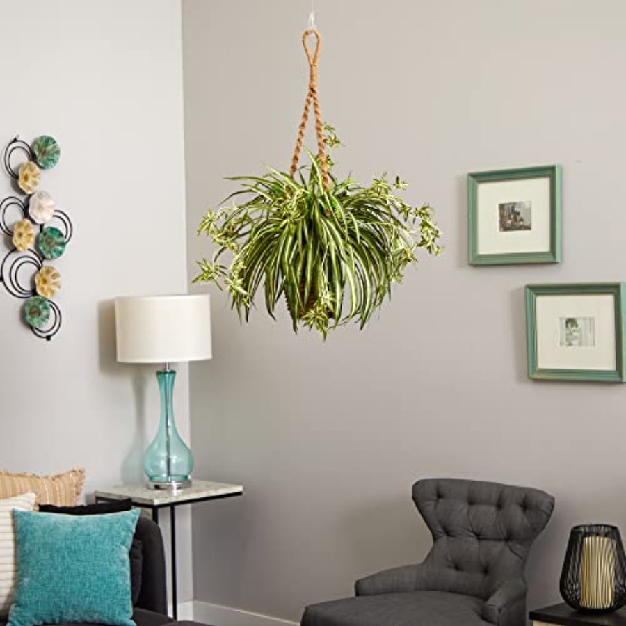 Spider Plant Hanging Basket fo - Spider Plant Hanging avaliação e preço