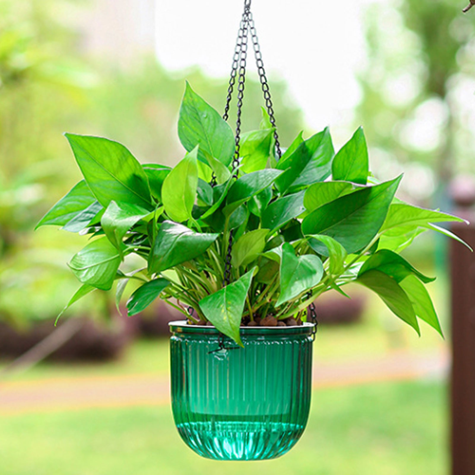 Automatic Self Watering Plant  - Spider Plant Hanging avaliação e preço