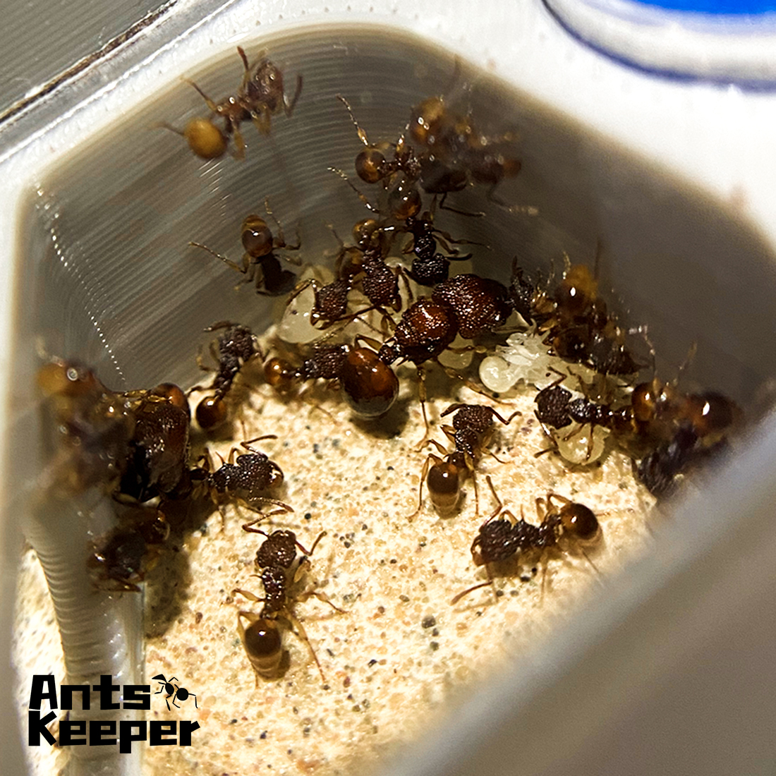 【Basic Farm】Ants Farm with Wat - Begonia Rex avaliação e preço