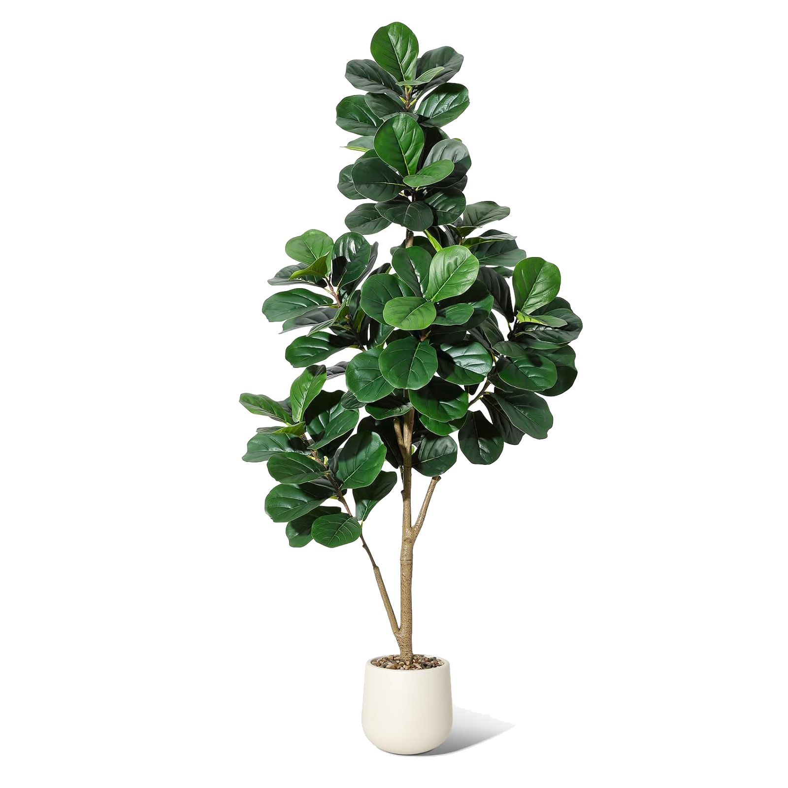 4-7 FT Fiddle Leaf Fig Tree Ar - Ficus Lyrata Tree avaliação e preço