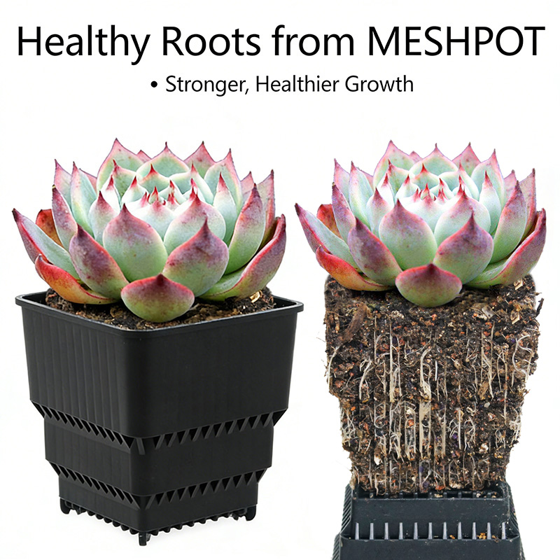 MESHPOT 6-Pack Square Pots for - Echeveria Succulent avaliação e preço