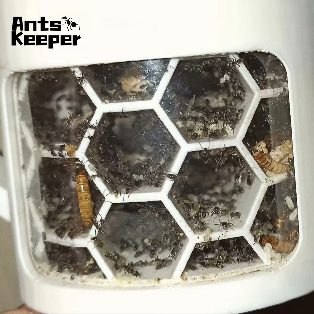 【Honeycomb】360 Degree Viewing  - Begonia Rex avaliação e preço
