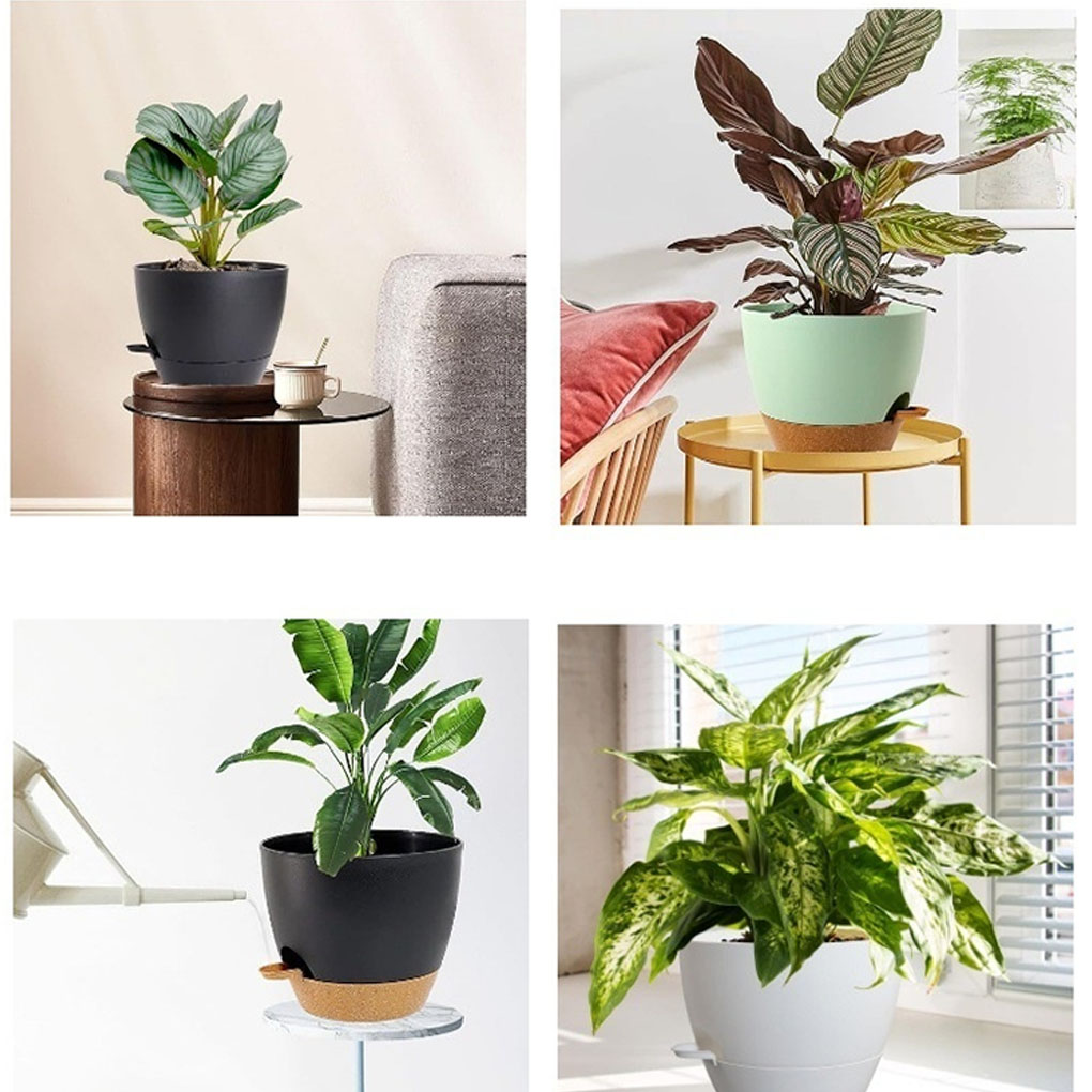 5piece Indoor Flower Pots With - Aloe Vera Pot avaliação e preço