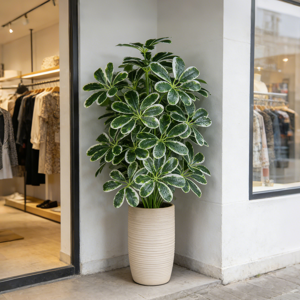 50-75cm Artifficial Maranta Pl - Dracaena Marginata avaliação e preço