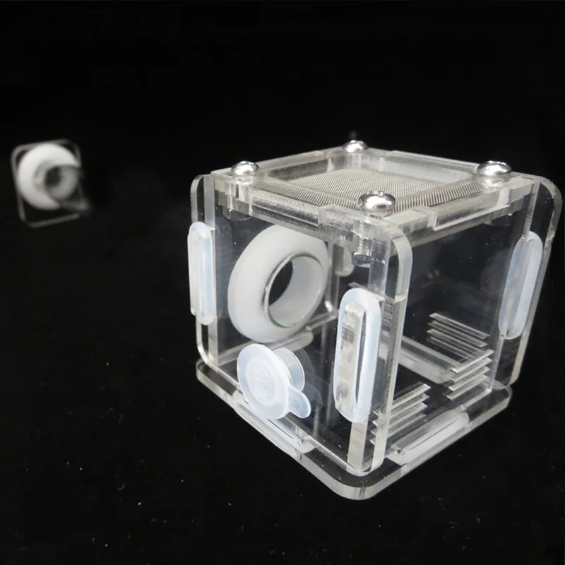 DIY Various Size Ant Farm Bamb - Begonia Rex avaliação e preço