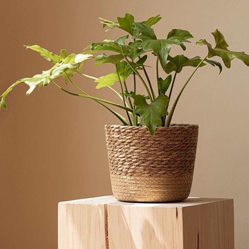 Straw Weaving Flower Plant Pot - Aloe Vera Pot avaliação e preço