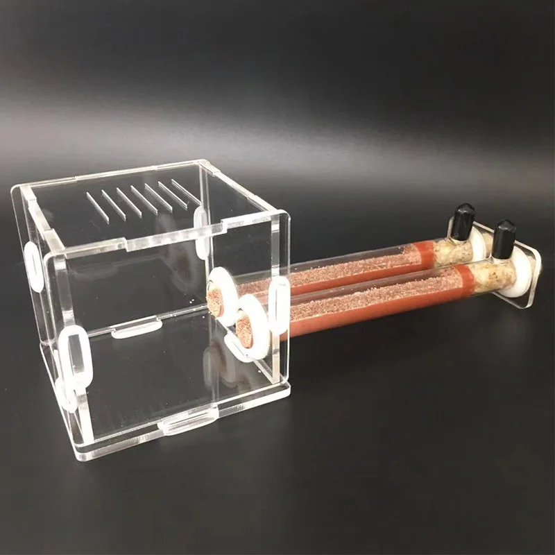 DIY Various Size Ant Farm Bamb - Begonia Rex avaliação e preço