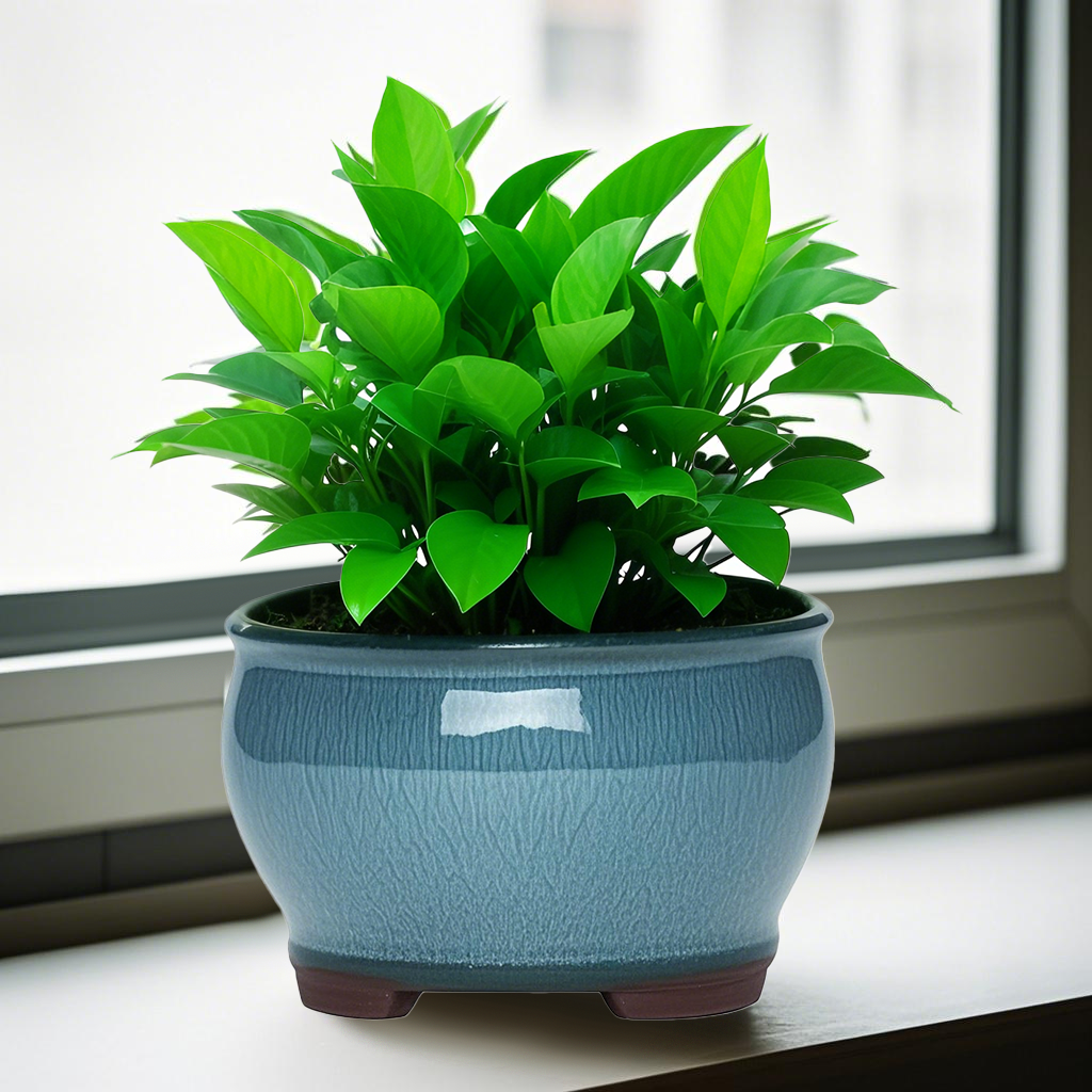Ceramic Garden Planter Pots Ce - Aloe Vera Pot avaliação e preço