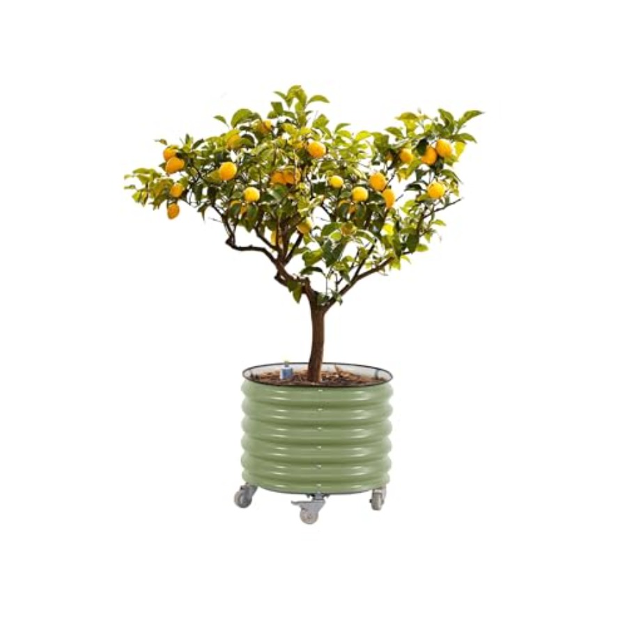 Self-Watering Rolling Metal Ci - Aloe Vera Pot avaliação e preço